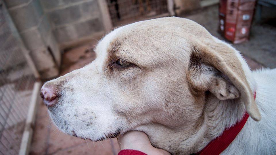 12687879_1137835919573520_2573406644222746984_n