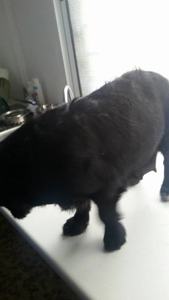 12705503_1144730208884091_1250327990401785373_n