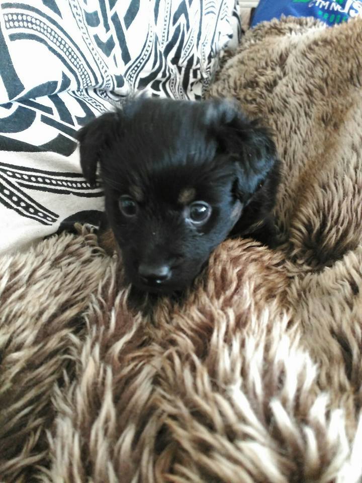 12717725_1148613995162379_1708217970183210365_n