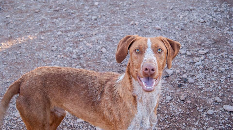 12718359_1146536662036779_2897569502797359218_n