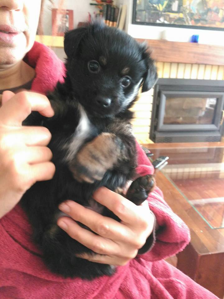 12729301_1148614045162374_2871369167651791729_n