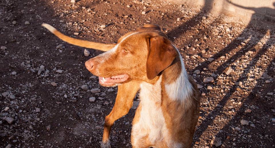 12742044_1146536672036778_7292490187825740693_n