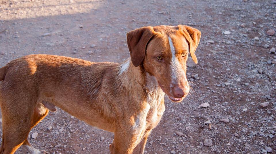 12742324_1146536725370106_7921912041181870283_n