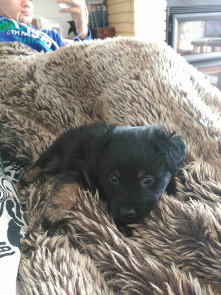 12743697_1148614001829045_8721550821805412110_n