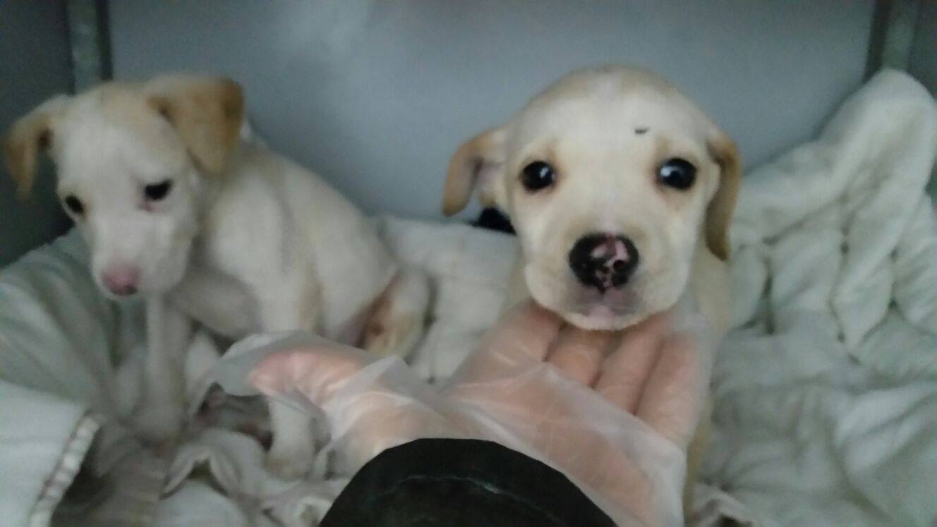 12771689_1152586891431756_7178569912953286400_o