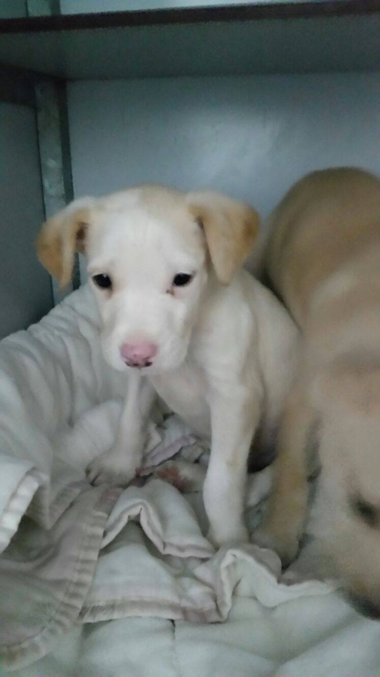 12779145_1152586928098419_8778037633589292525_o