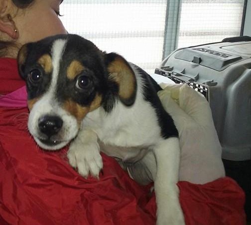 12804759_1153214818035630_4359032101728202066_n