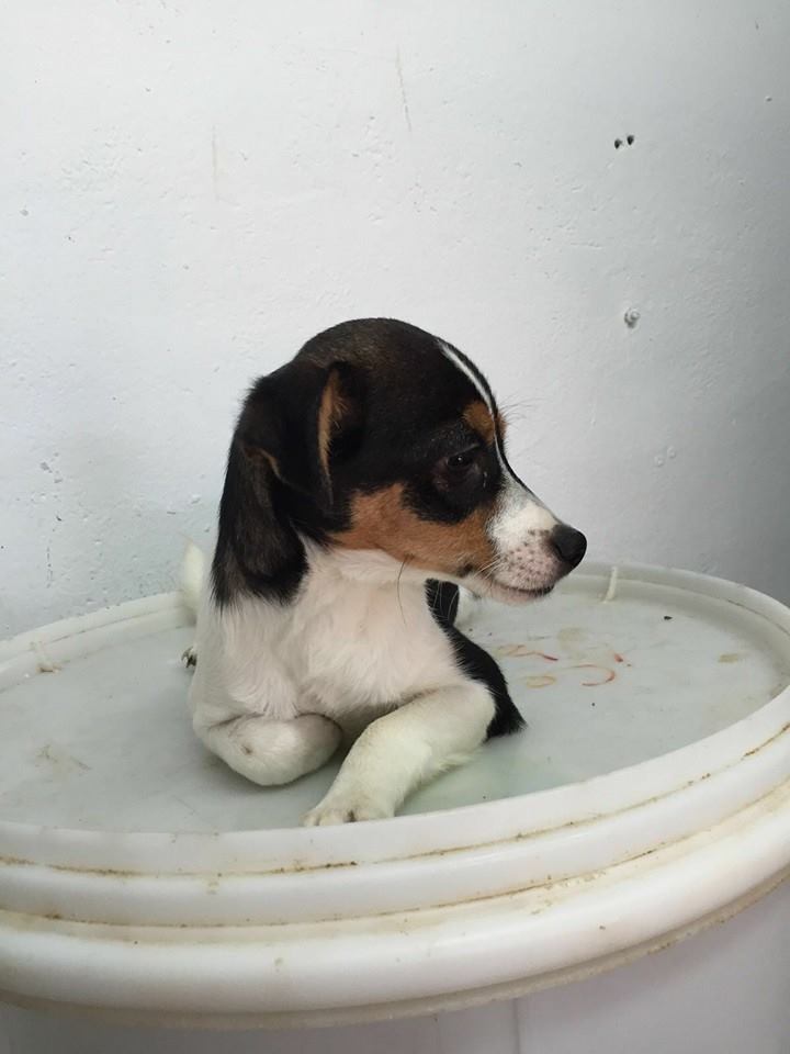 12805750_1160670457290066_2719824047880641839_n