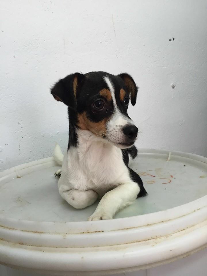 12805941_1160670437290068_2933203209392093944_n