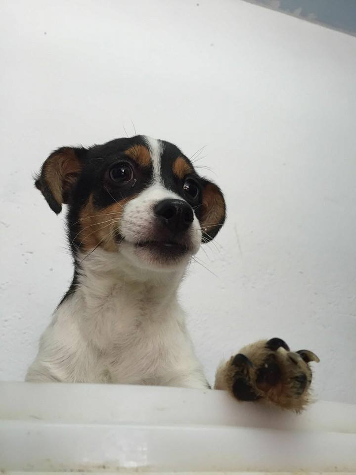 12806245_1160670577290054_6592765509546133444_n