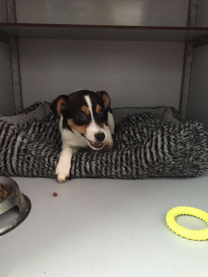 12814146_1160670507290061_5203827958489656977_n