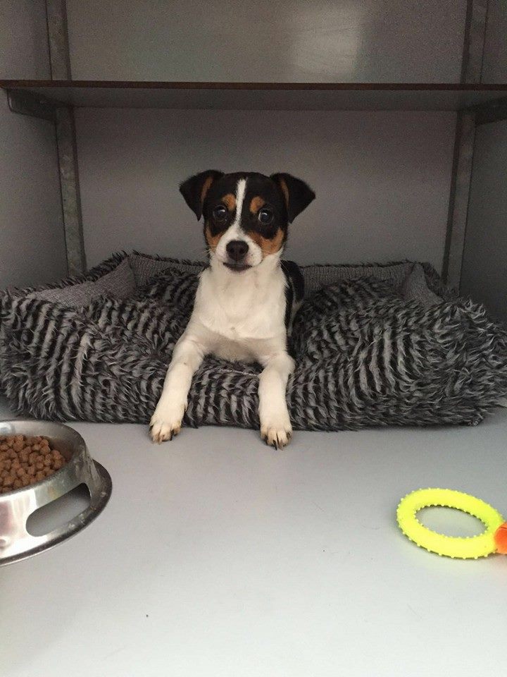 12821359_1160670613956717_6214981709534860441_n