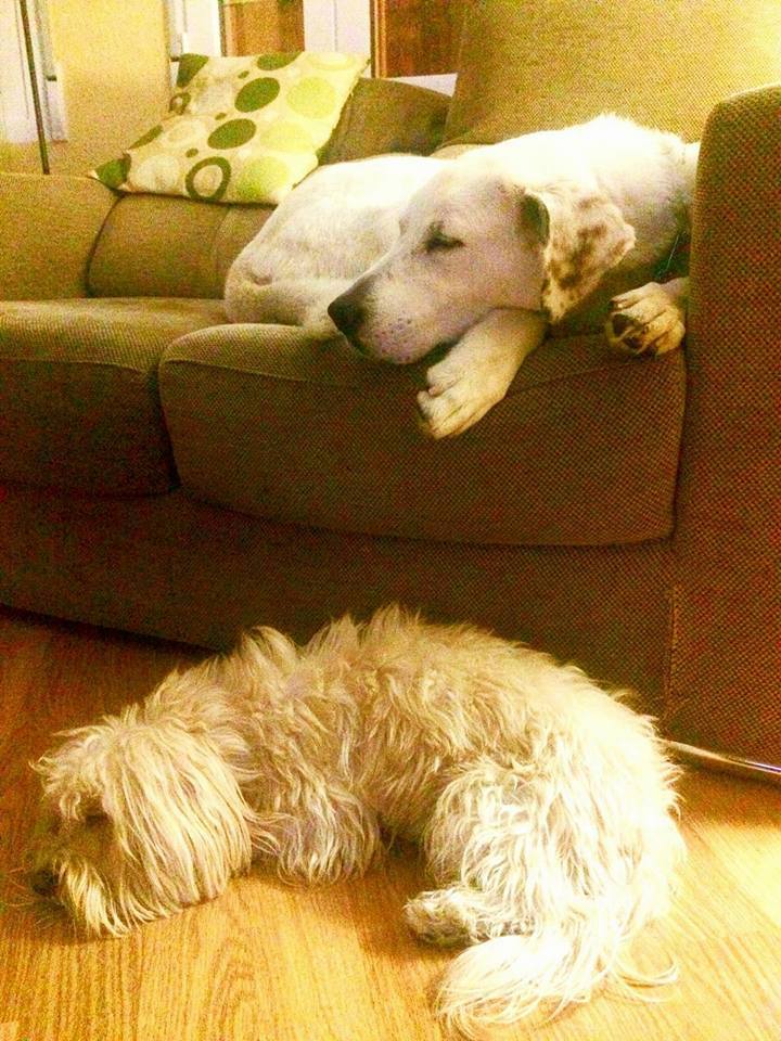 1468727_1170820969608348_4650455728143955885_n