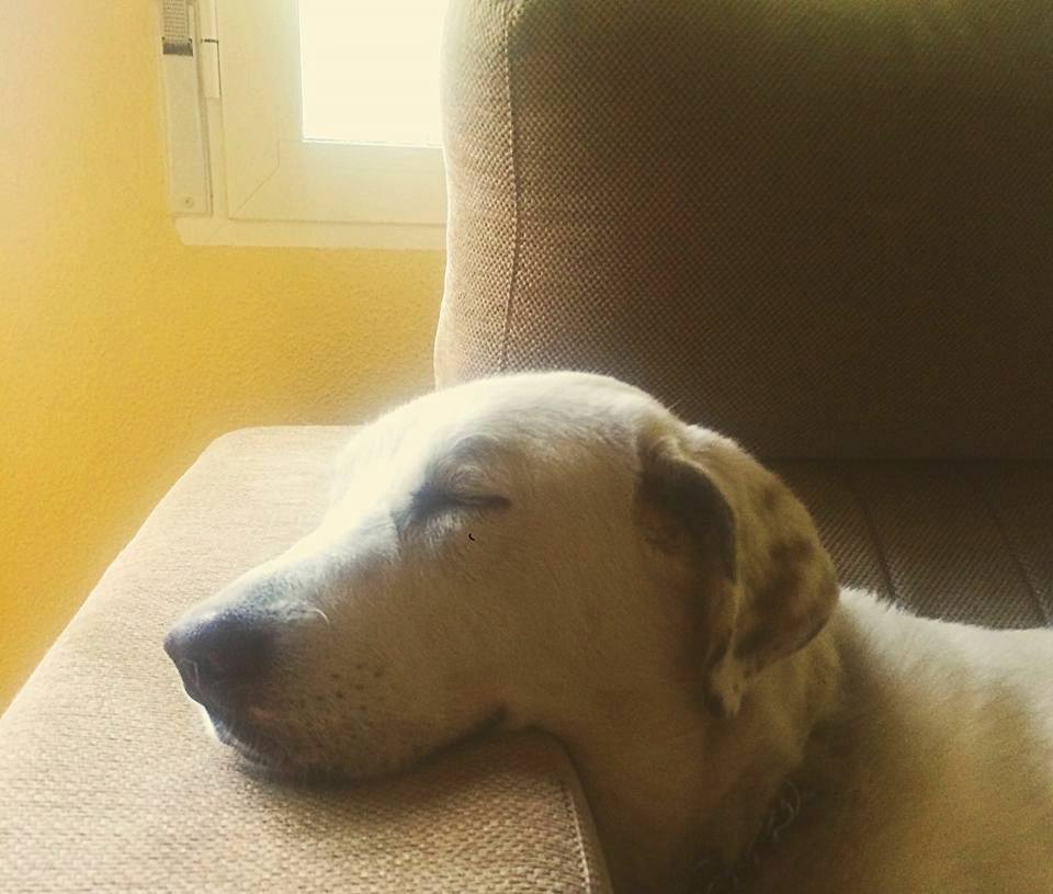 1958537_1170820926275019_6882748740198047660_n