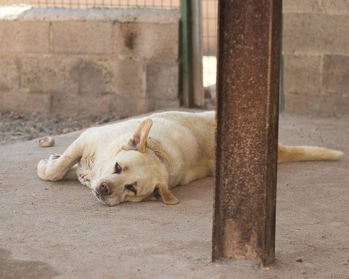 21687916_1702150619808711_8416710454993052511_n