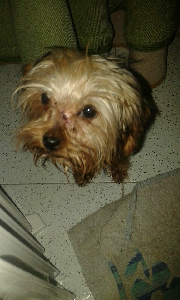 12512432_1180035505353561_9077919847906017230_n