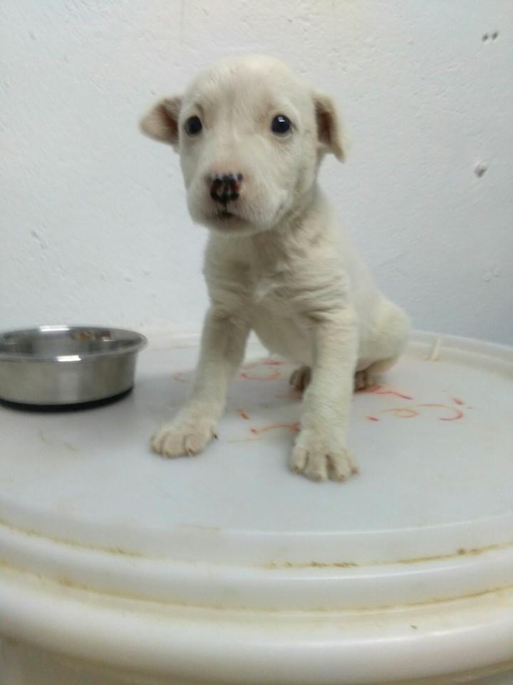 12650938_1136173669739745_123317687945854637_n