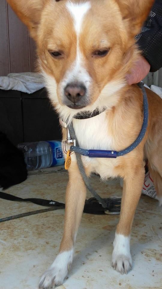 12718308_1172877012736077_789343263752429537_n