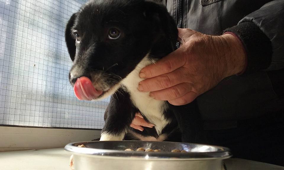 12734039_1150099485013830_968332856665540012_n