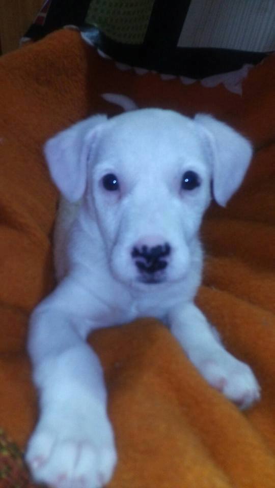 12741882_1146564658700646_734264110991915859_n