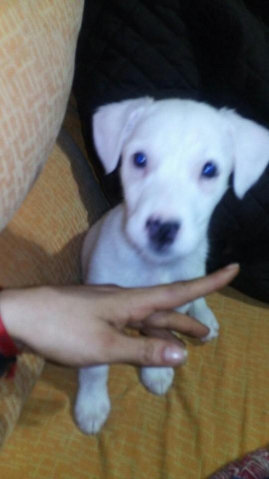 12745976_1147131685310610_5936128816086928483_n