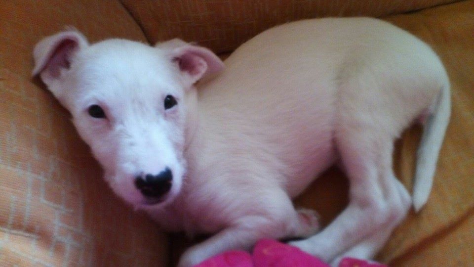 12794627_1156645764359202_829606964293353835_n(1)