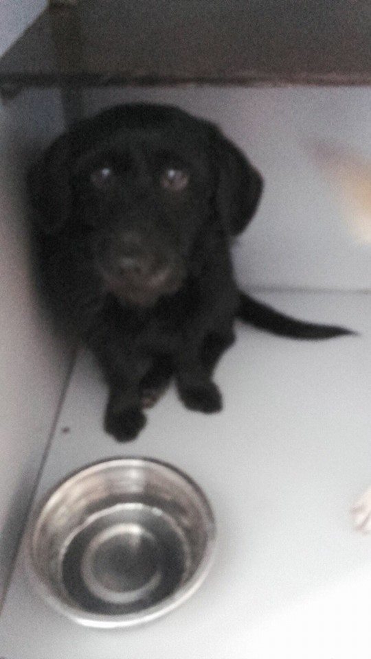 12801556_1172877039402741_6590122865679061770_n