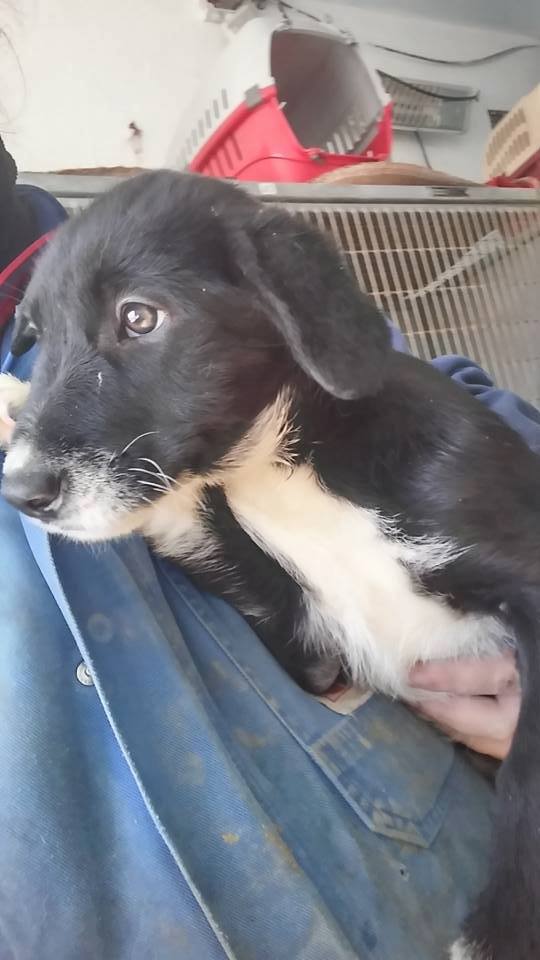 12813920_1162295760460869_8812269062197206607_n