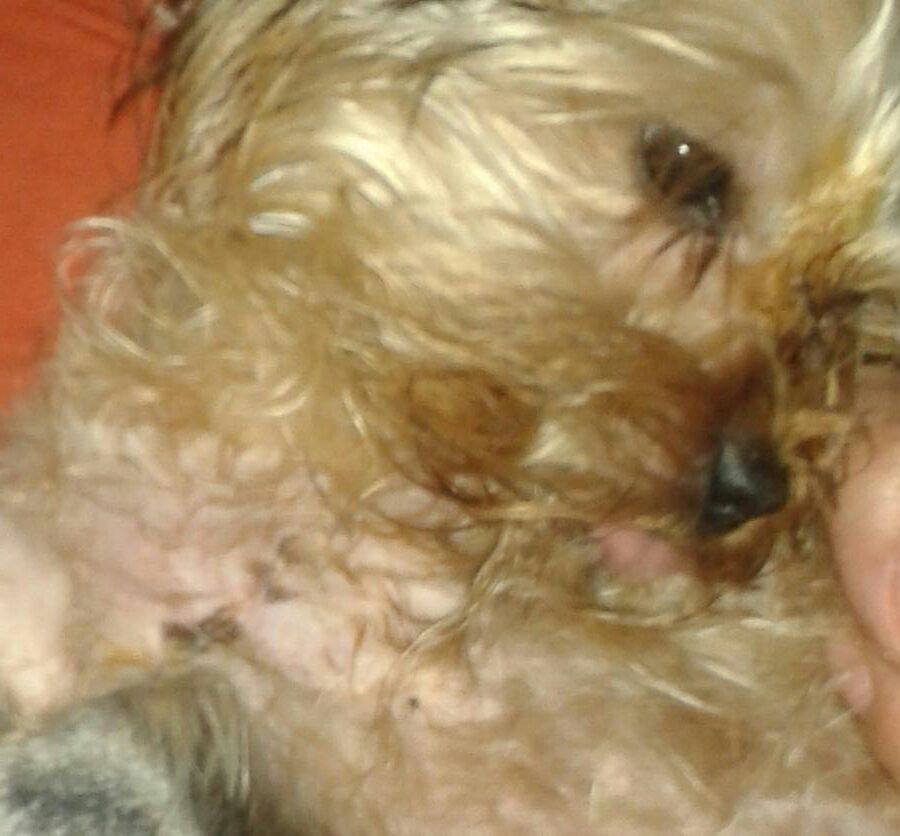 12919803_1180035488686896_7579247333225207654_n