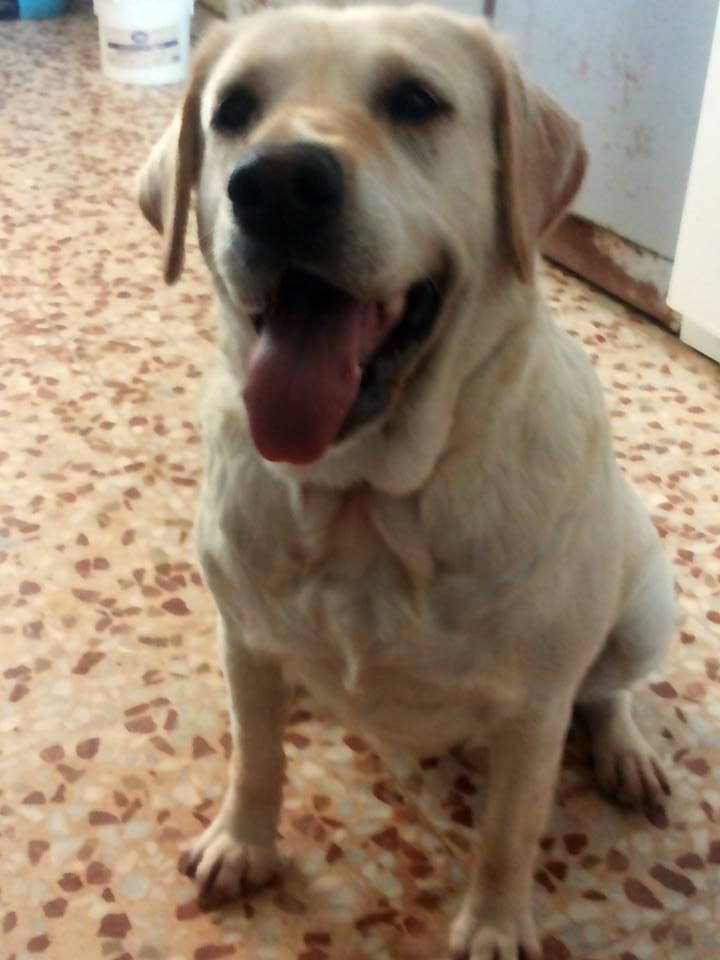 14433096_1320154248008352_8919255967840814212_n