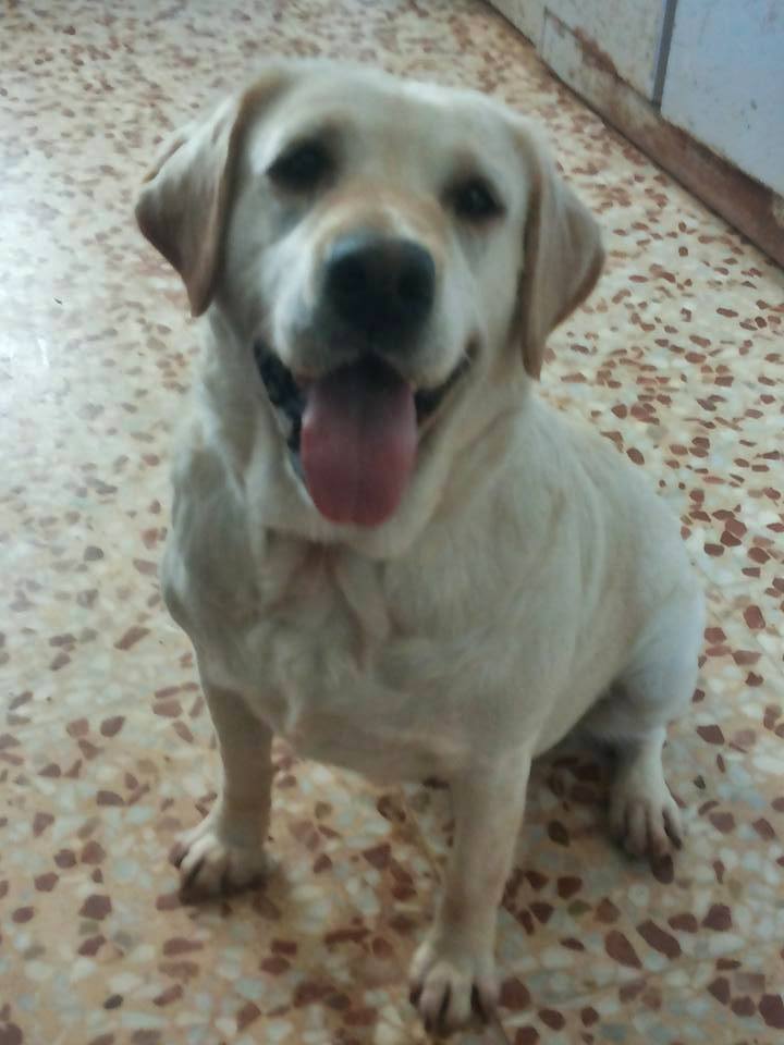 14441041_1320154251341685_2562073400827661969_n