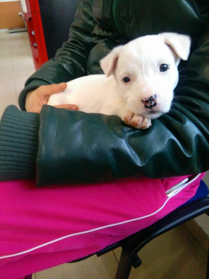 940942_1136173623073083_2268005158178438481_n