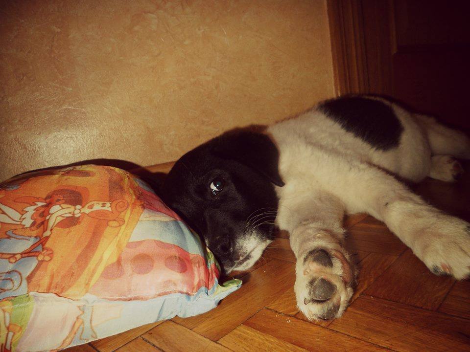 12718207_1182627558427689_1104975623545246893_n