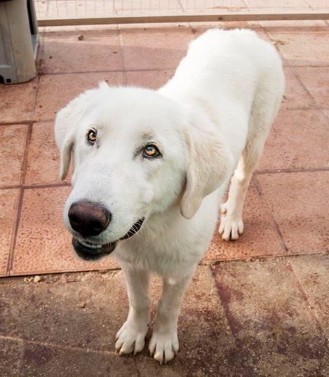 12963397_1191455230878255_1824115217291502665_n