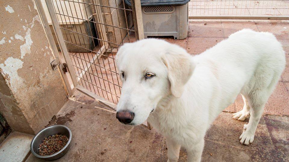 12963898_1191455240878254_4604225273365864733_n