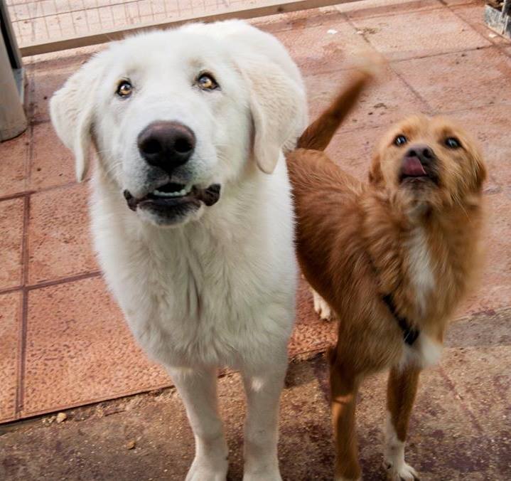 12993385_1191455260878252_7176784859615273047_n