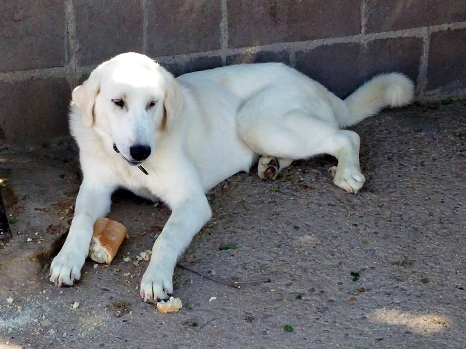 13407075_1235973136426464_6771654237797671925_n