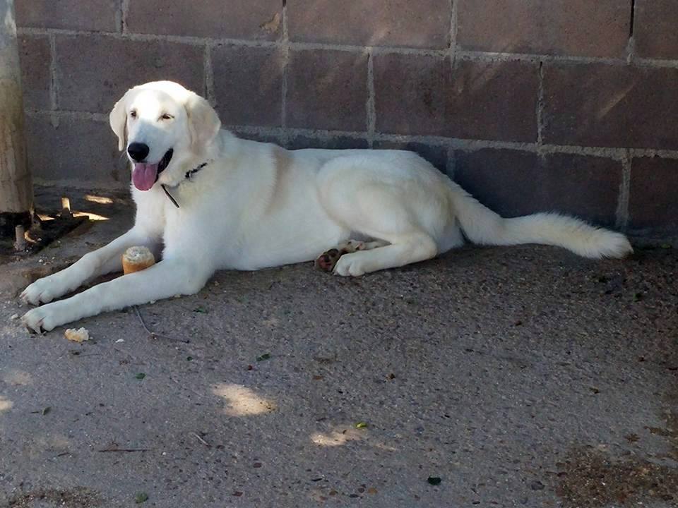 13407299_1235973106426467_3049501471083772558_n