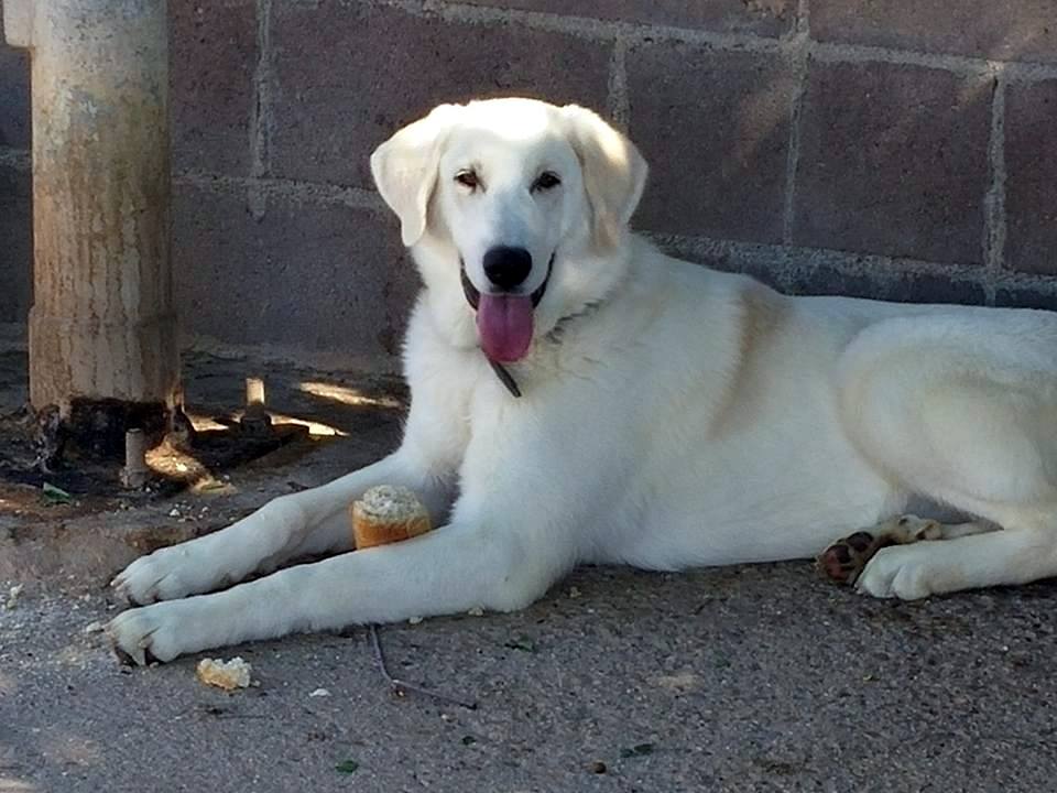 13516412_1235973099759801_6222432147385881188_n