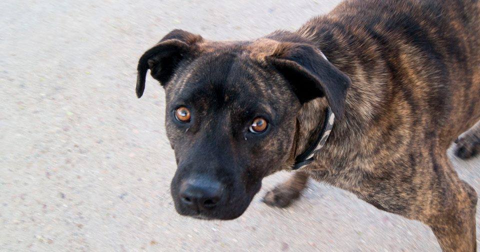 13100669_1206975312659580_3045545839990541787_n