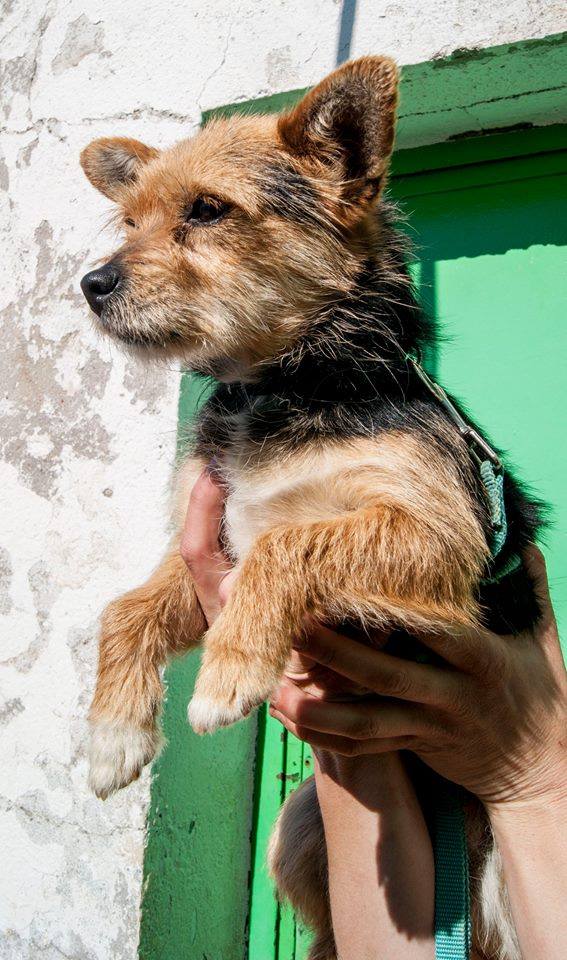 13100960_1203727416317703_3198707176365216695_n