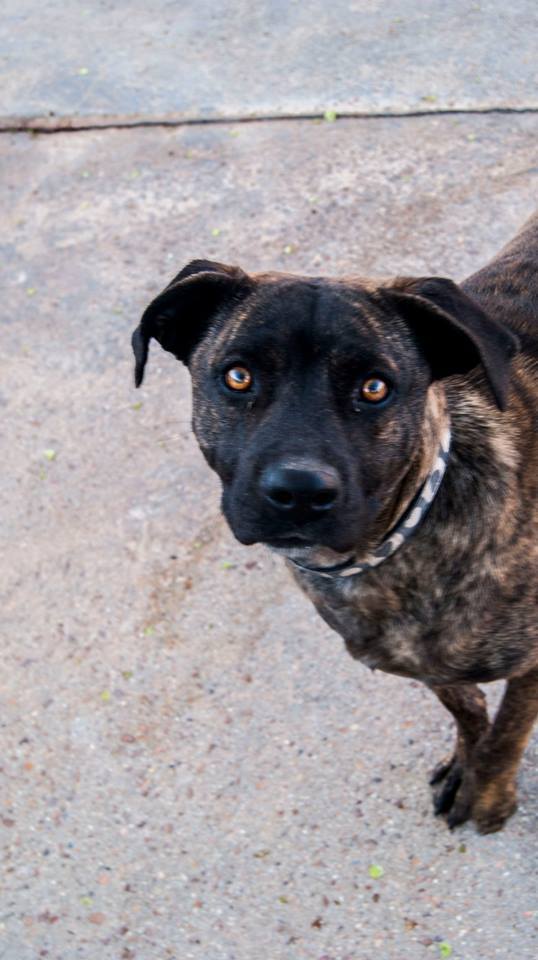 13102607_1206975305992914_3534963999032649086_n