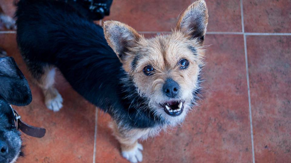 13102615_1203727409651037_3208069363759478552_n