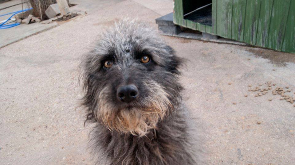 13151564_1203743242982787_353235203517871961_n