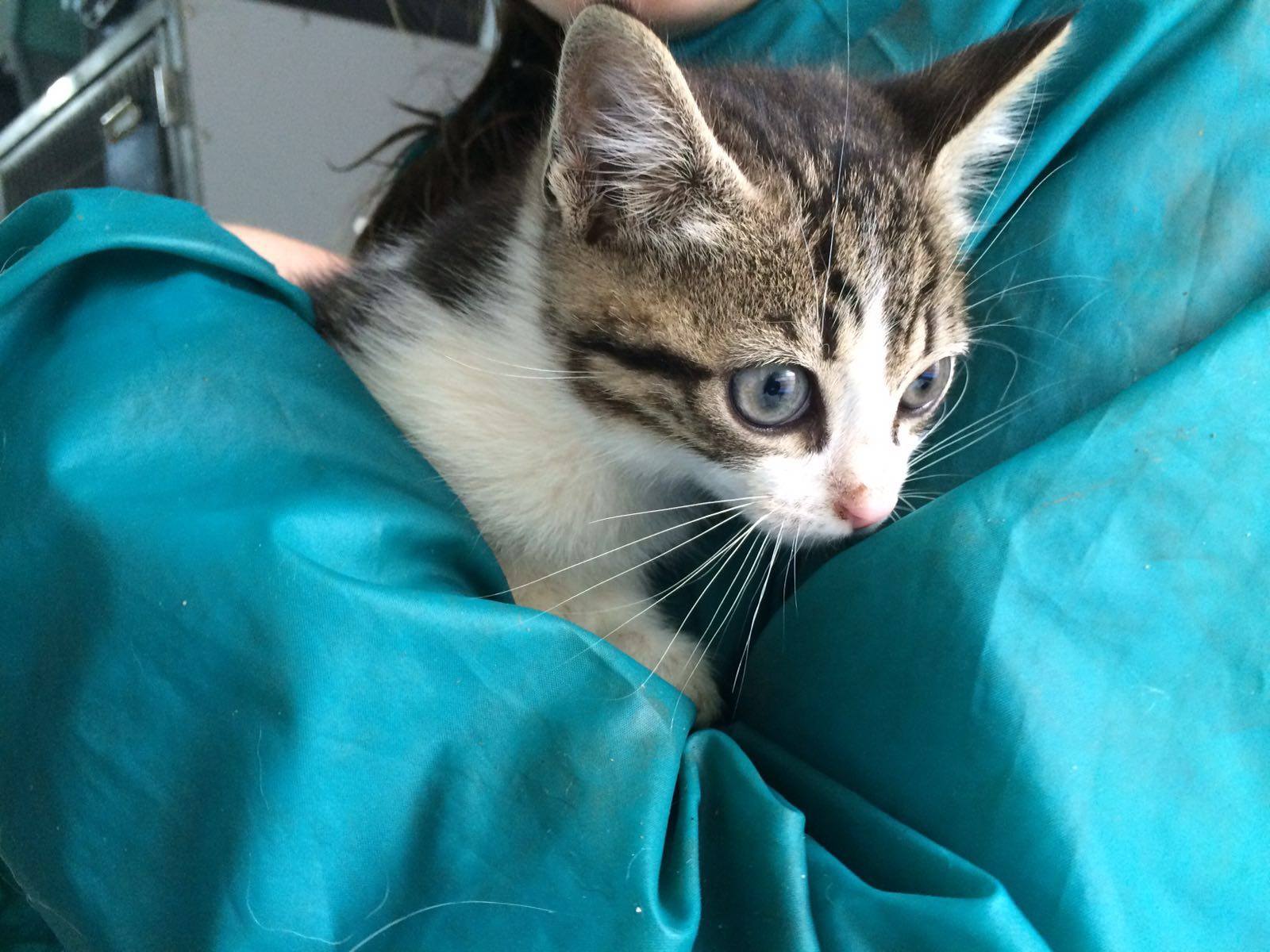 13217134_1215558208467957_4461803890937563998_o