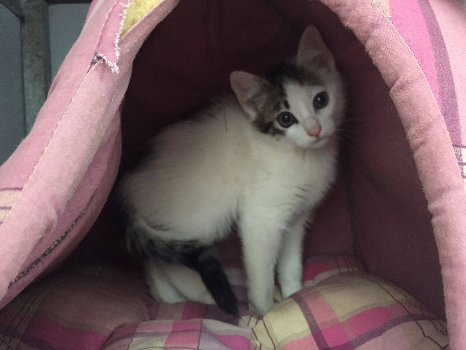 13217398_1215556578468120_8158772375056461823_o