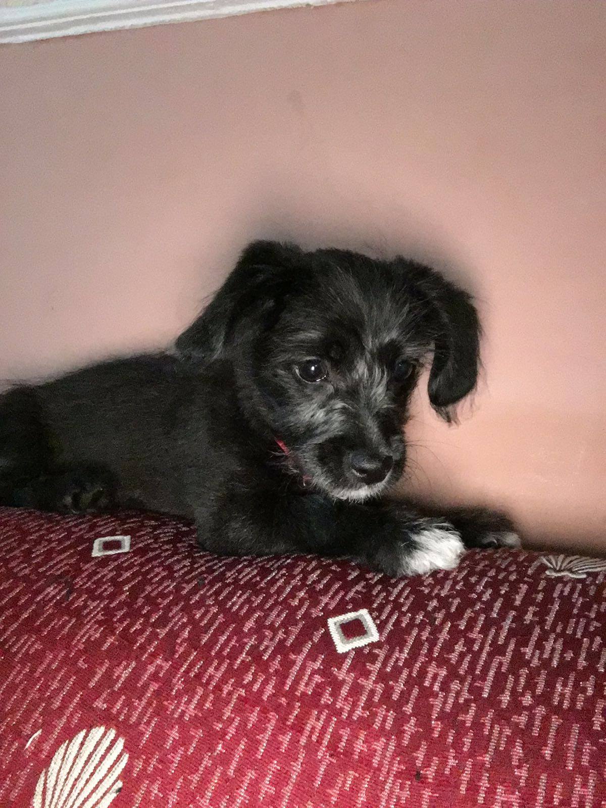 13220793_1215834665106978_4561049320330191307_o