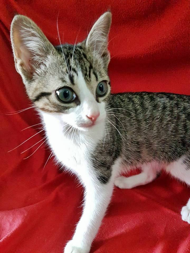 13325501_1224007097623068_2221535456021078379_n