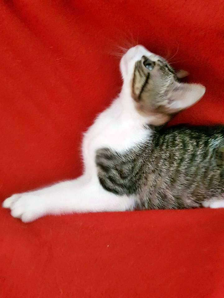 13332956_1224007094289735_7809910213132122854_n