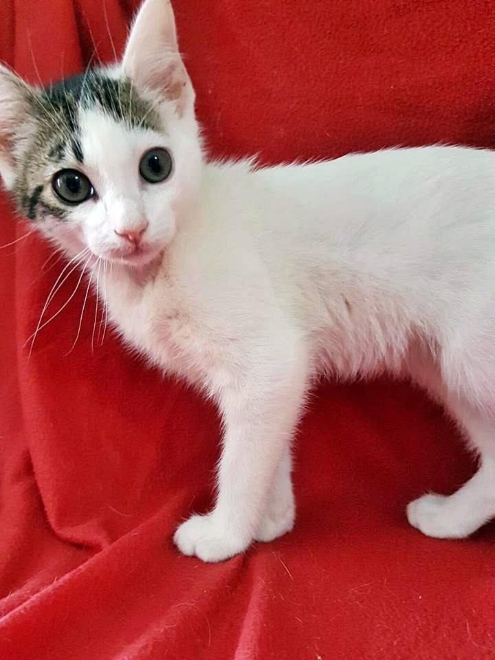 13394142_1224014627622315_6990624857814200032_n